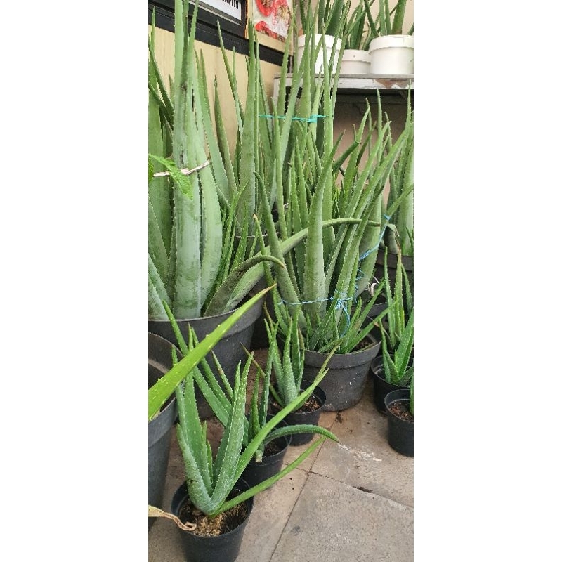 Tanaman Lidah Buaya Import TERMURAH
