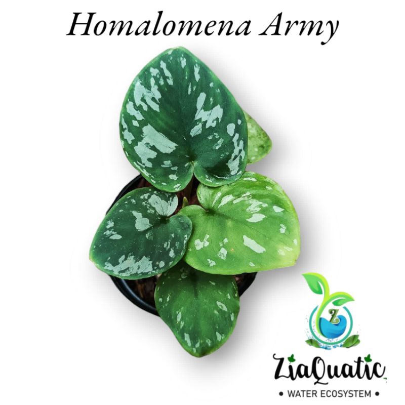 Homalomena Army "Mini" - Tanaman Hias Paludarium Terrarium Indoorplant
