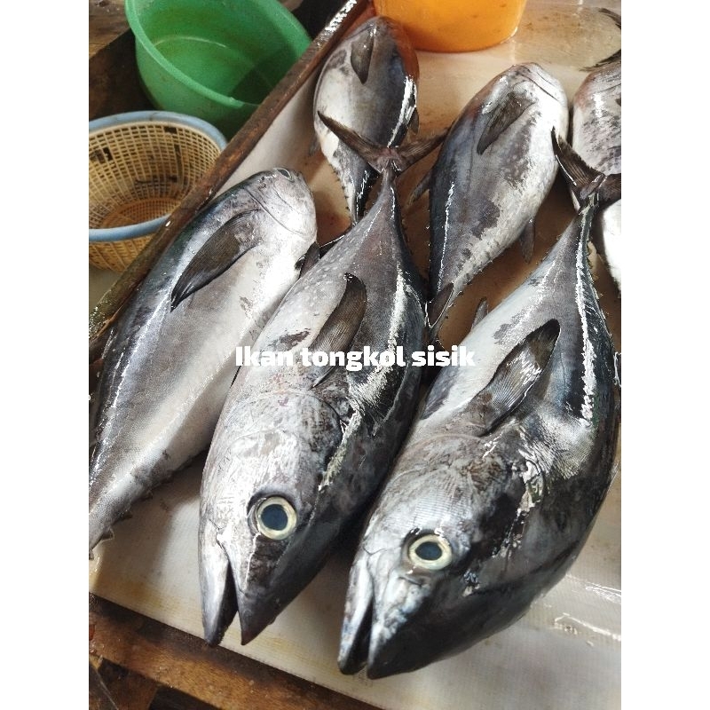 

Ikan tongkol sisik