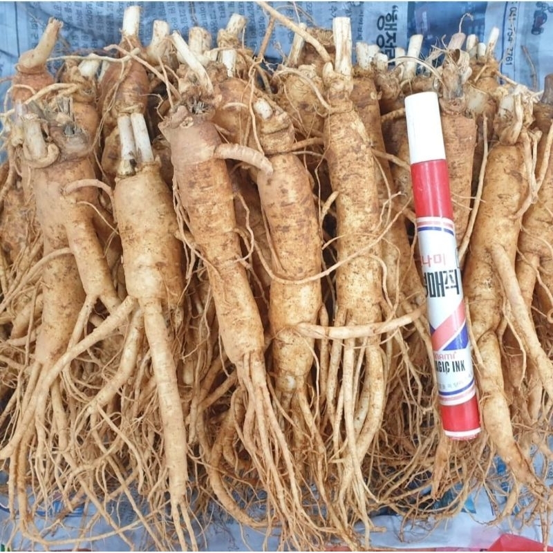 ginseng merah asli korea