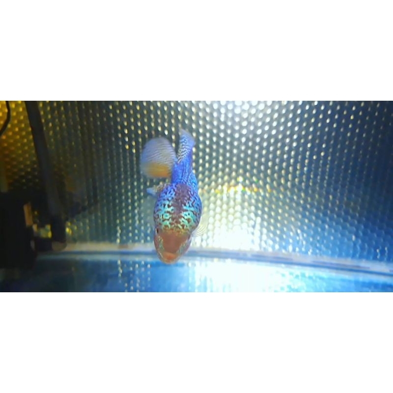 

ikan louhan kamfa f2 15 cm