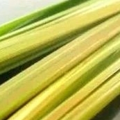 

cangkang ketupat asli muda