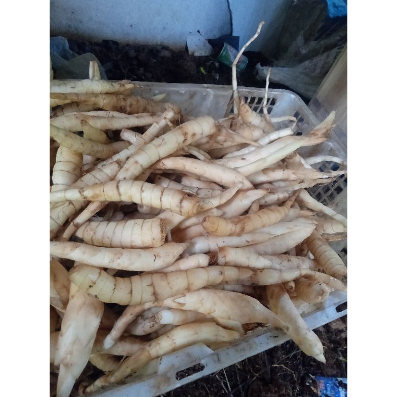 

umbi Garut/tarigu1kg