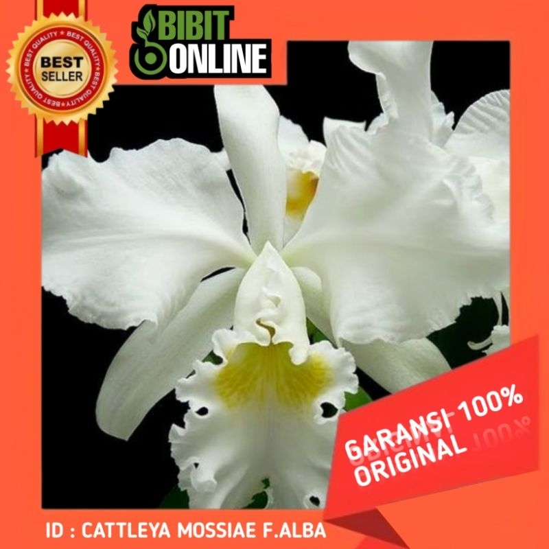 Anggrek cattleya MOSSIAE F.ALBA original sudah spike\knop siap berbunga