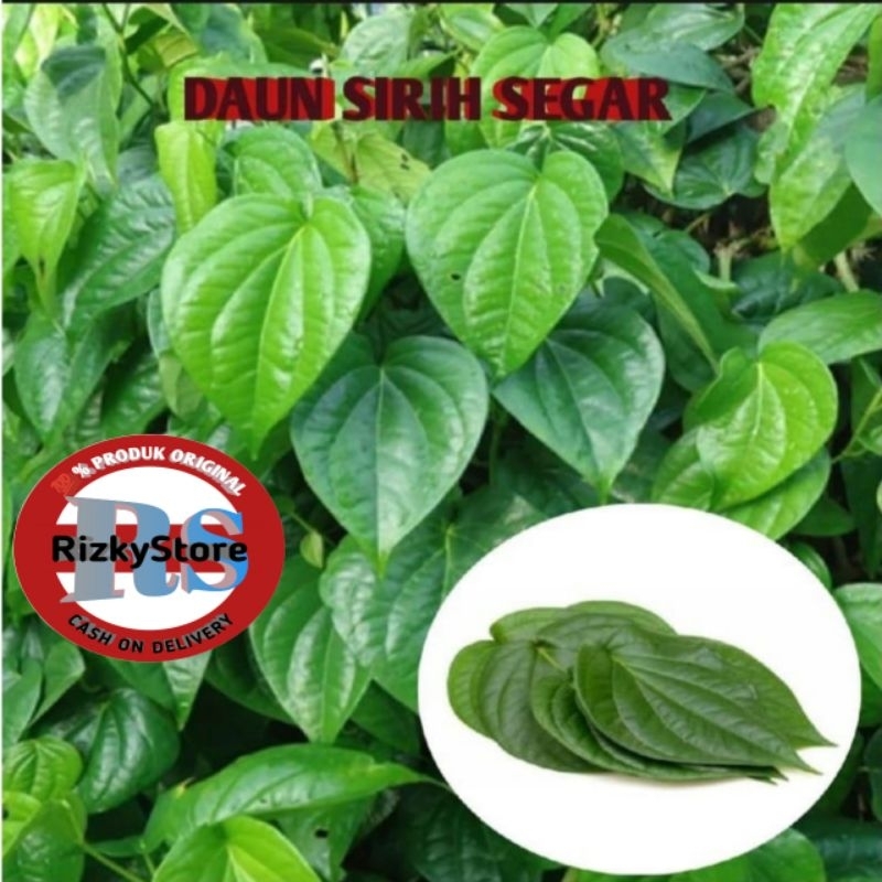 

DAUN SIRIH SEGAR Per 20 lembar