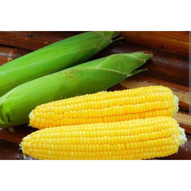 

jagung manis_1pcs