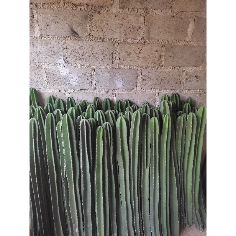 pohon kaktus tinggi 1 meter batang lurus