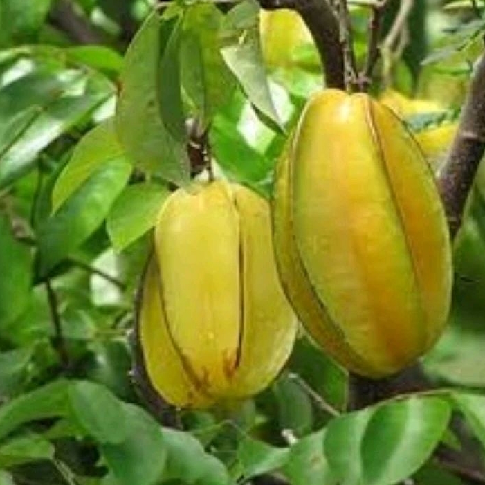 

DAUN BELIMBING BESAR DAUN BELIMBING PERPAKET 250 Gram