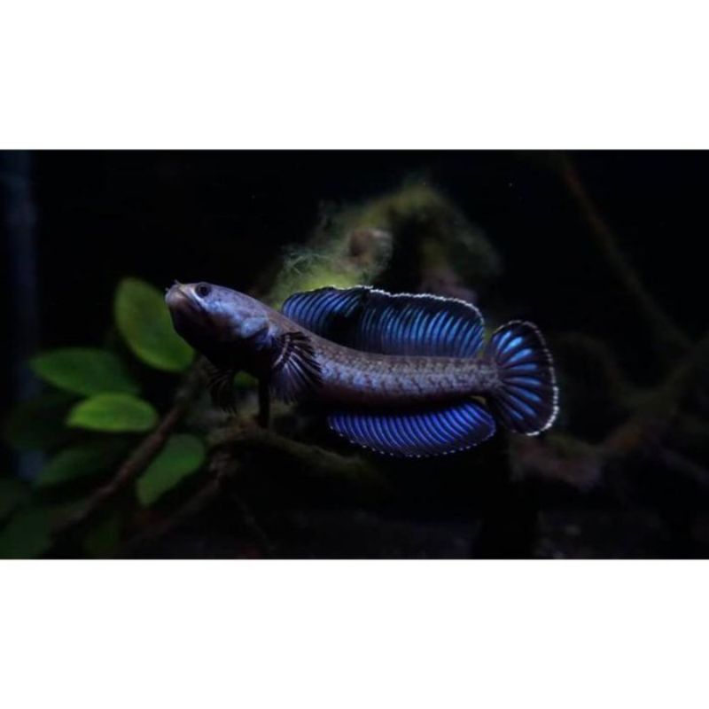 chana andrao uk 5-6cm