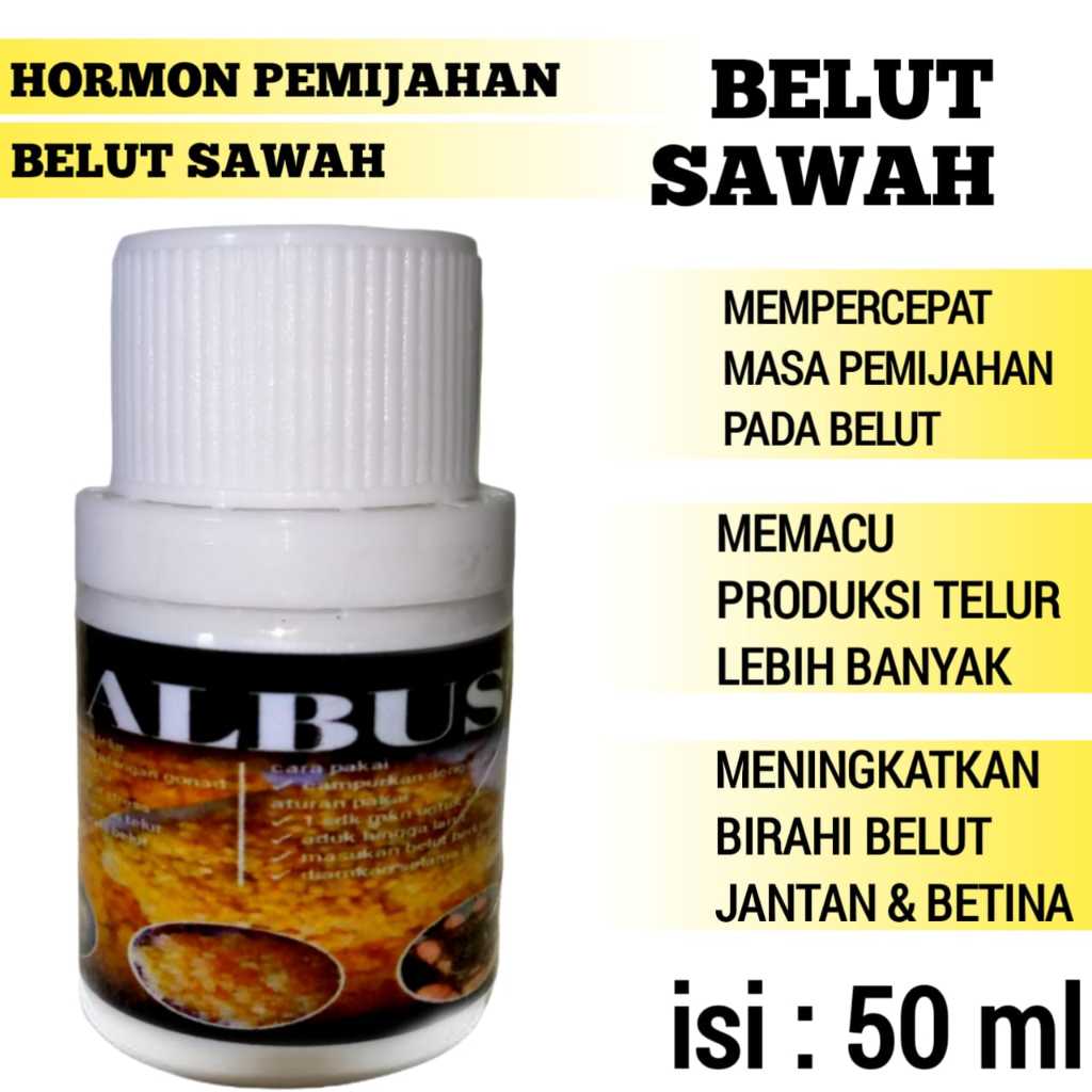 bibit belut sawah ternak budidaya perangsang pemijahan pemicu telur lebih banyak