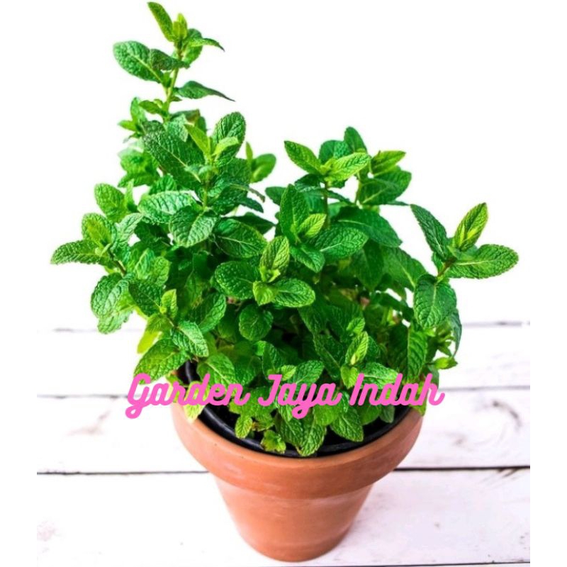 Tanaman Daun Mint - Tanaman Herbal Daun Mint - Daun Mint Segar