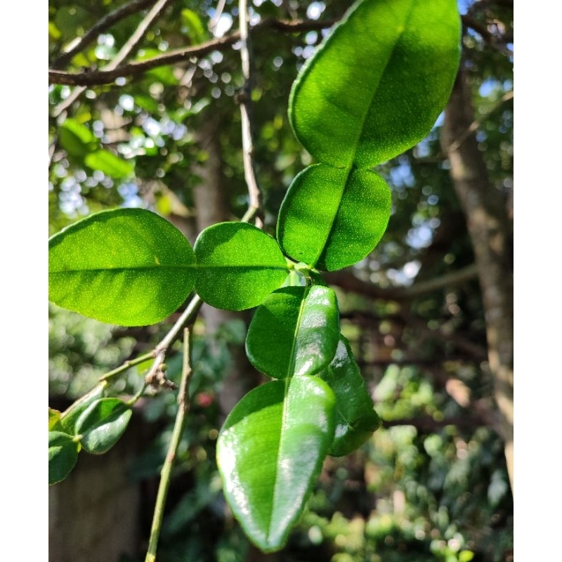 

Daun Jeruk Purut Segar (Kaffir Lime leaves) 250gr