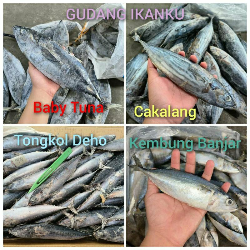 

Ikan Cakalang
