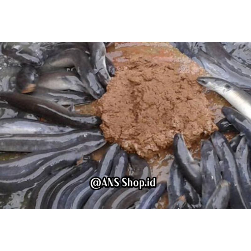 SIDAT KONSUMSI di kirim hidup per 1 kg