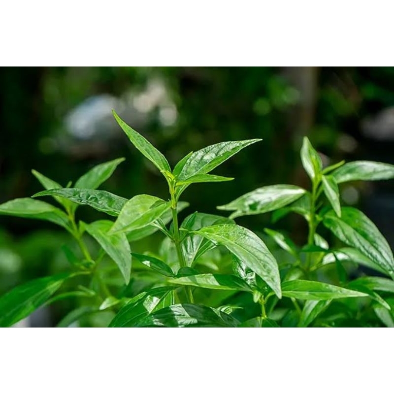 

Daun Sambiloto Segar 500gr
