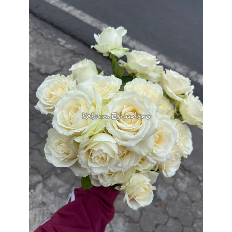 Bunga Mawar Potong Putih | Mawar Potong Fresh - Mawar Bunga Putih