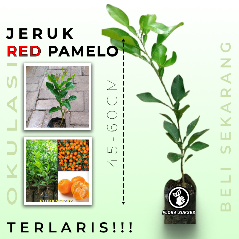 Bibit Tanaman Jeruk Red Pamelo Okulasi Bibit Jeruk Red Pamelo
