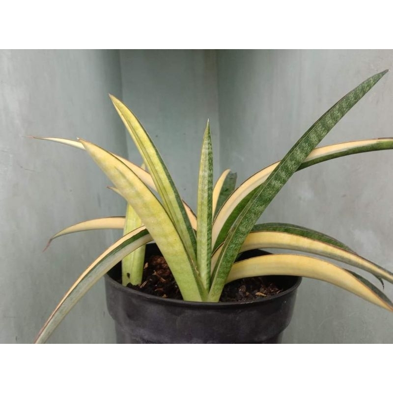 Sansevieria Somalensis Variegata