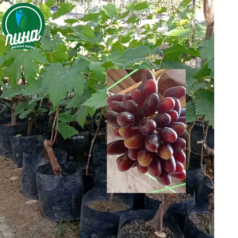 Bibit anggur import ninel, bibit super hasil sambung pucuk, cepat berbuah
