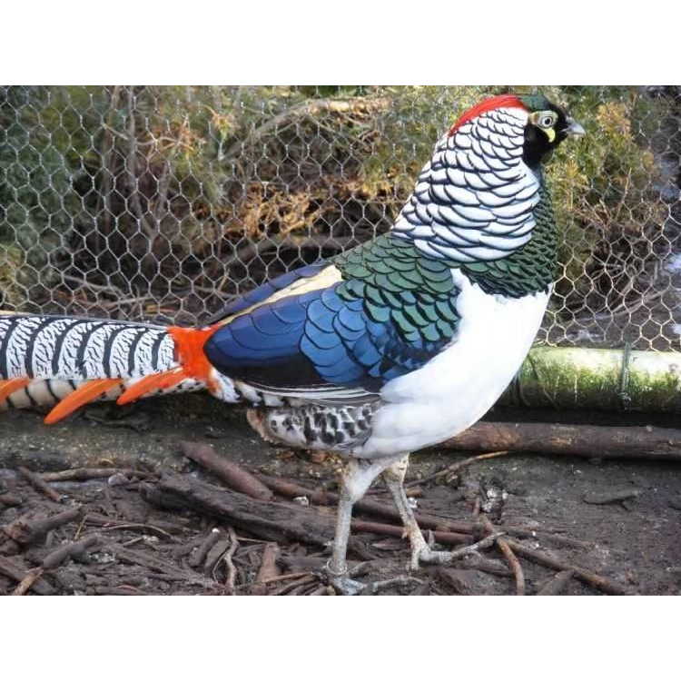 telur ayam hias silver Pheasant untuk ditetaskan