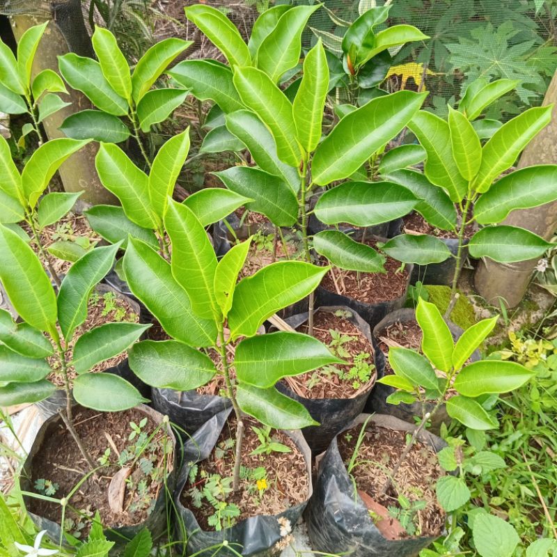 Pohon Cempedak king