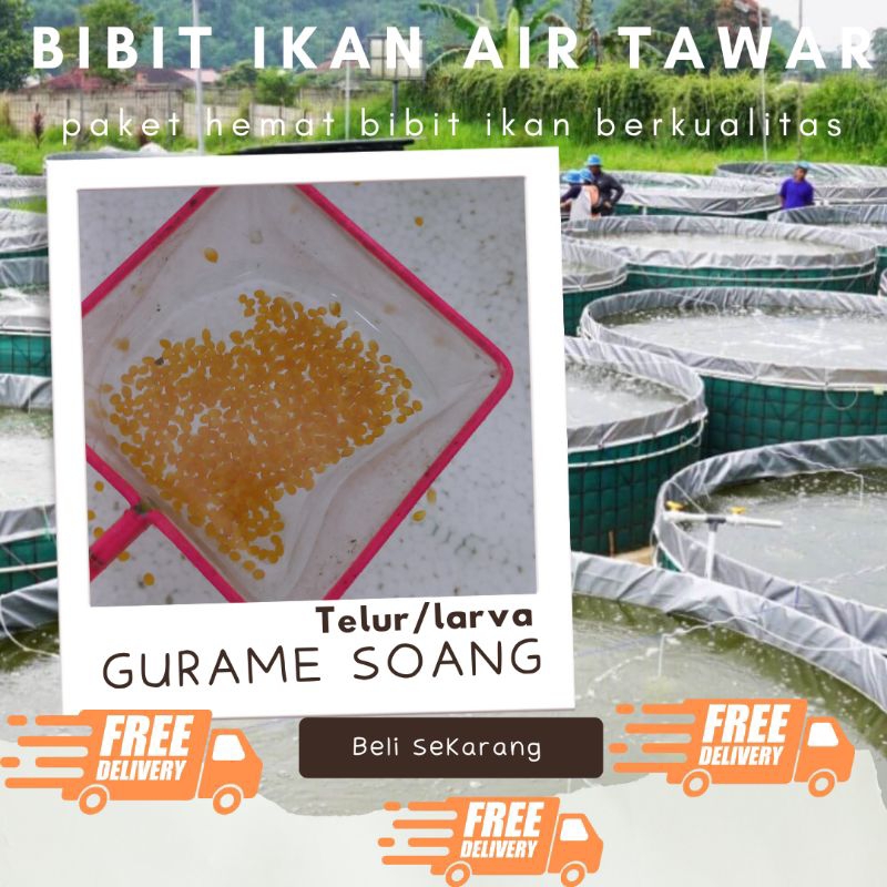 TELUR GURAME SOANG PAKET 1000 TELUR GURAME SOANG MURAH LARVA/TULUR BIBIT GURAME SOANG BERKUALITAS