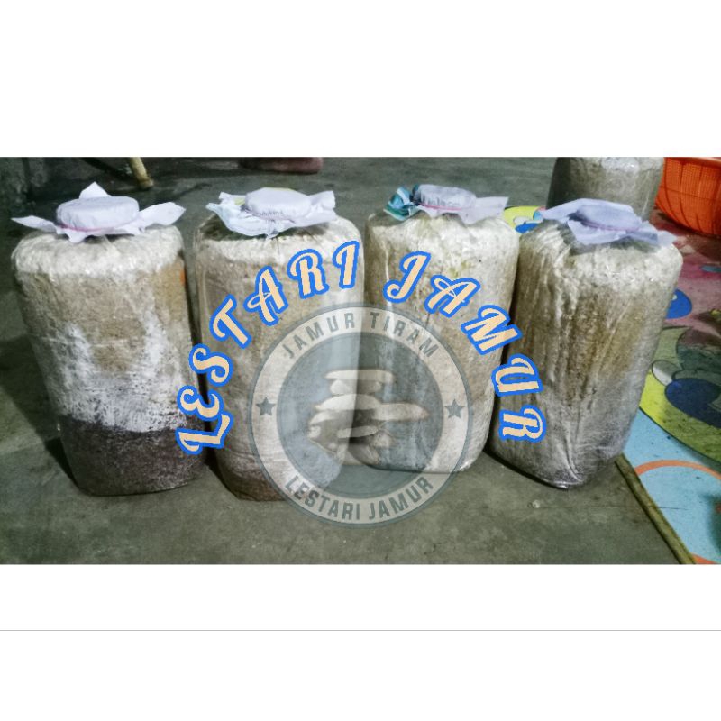 

BAGLOG JAMUR TIRAM SIAP PANEN, UKURAN 20X35 CM, BERAT 1,4/1,5 KG