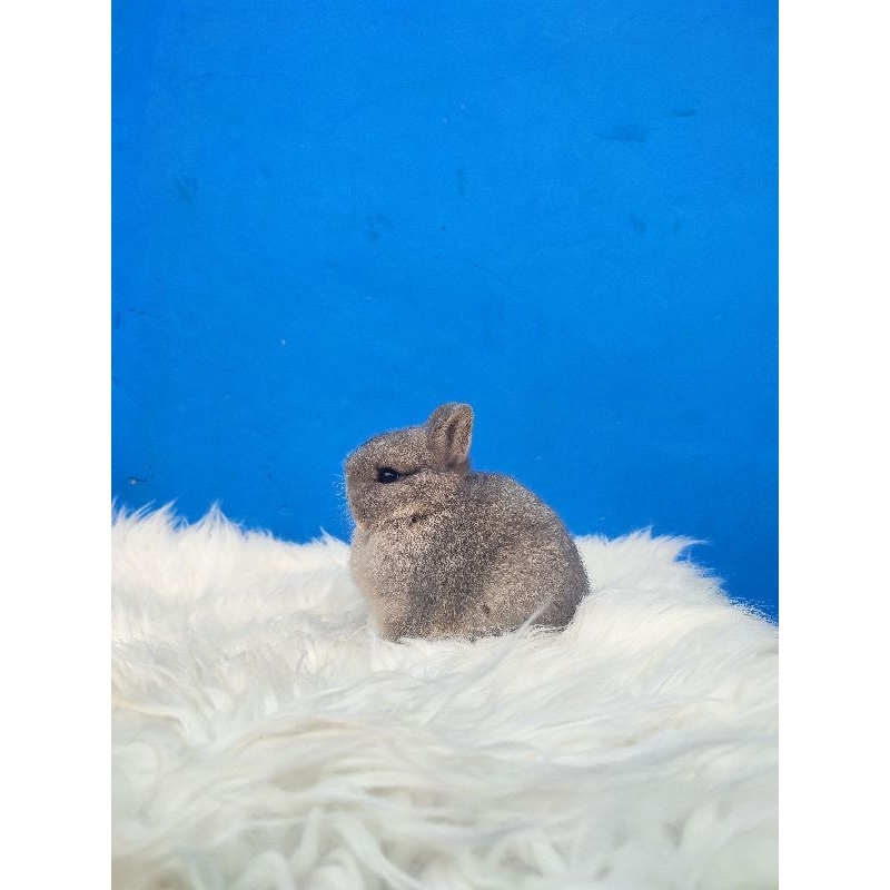 kelinci nd, netherland dwarf