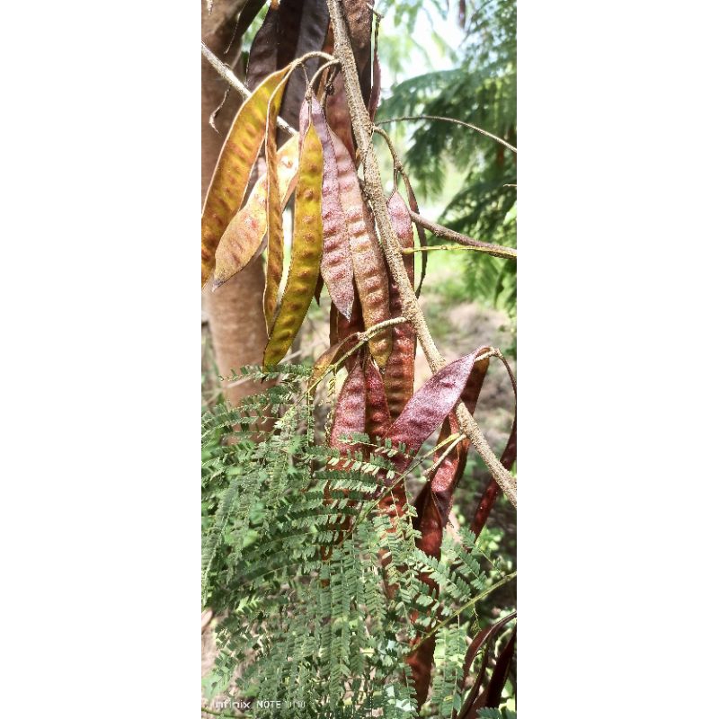 Bibit Lamtoro Pelindung Kopi (Biji)