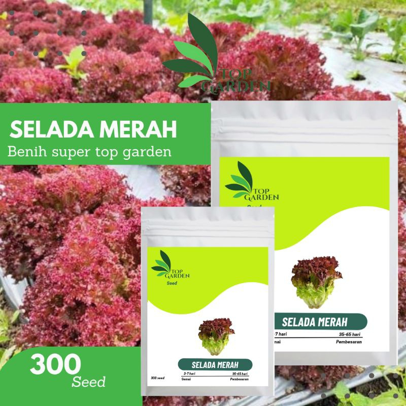 TOP GARDEN BENIH SAYURAN SELADA MERAH BIBIT SELADA MERAH