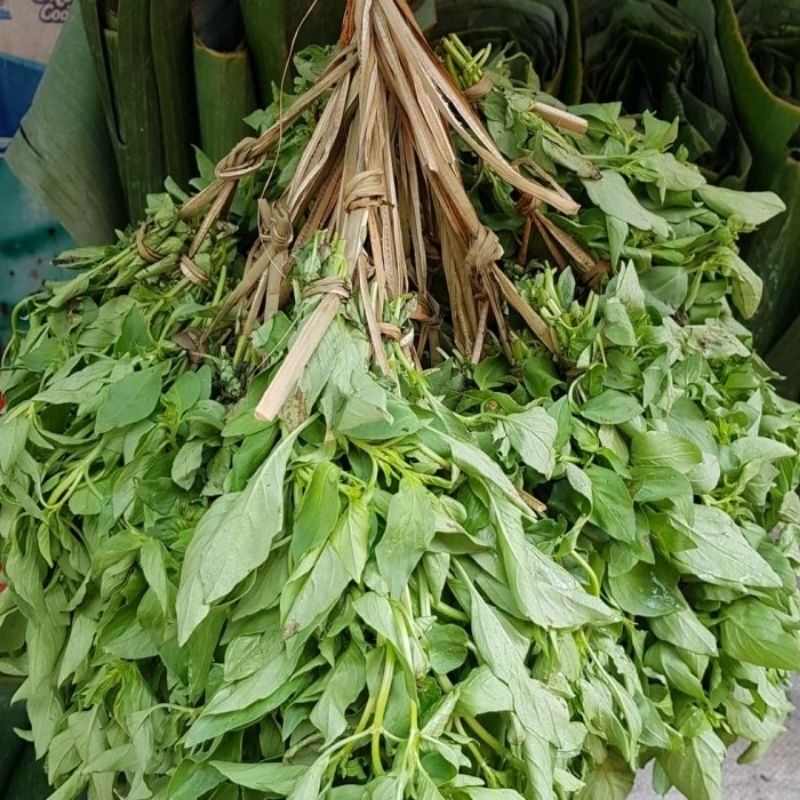 

kemangi 3 iket kecil
