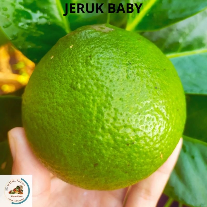 

Jeruk Baby Java Segar Import