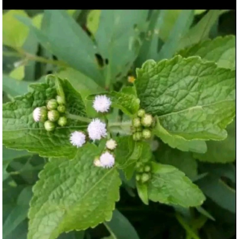 

daun badotan segar 200 g