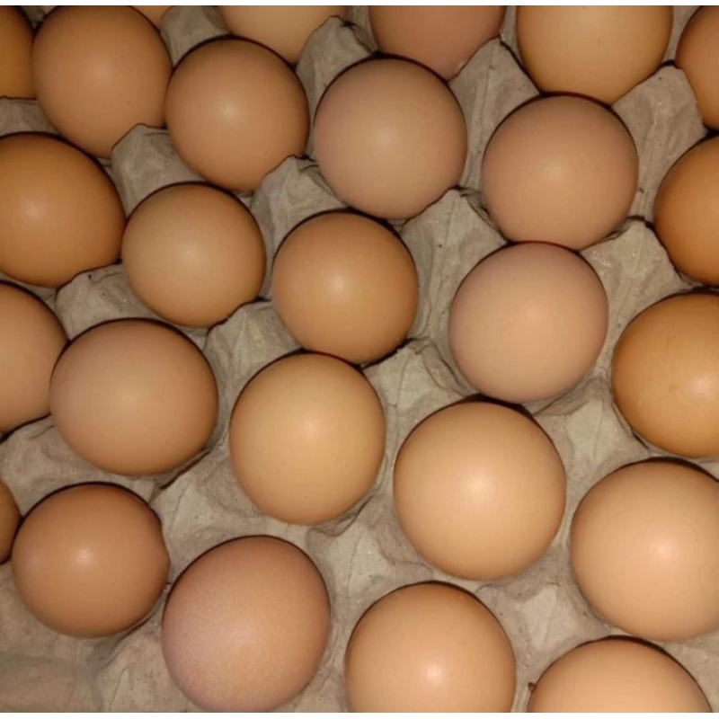 

Telor Ayam 250gr | Sayur.Antar | Free Ongkir Bandung Cimahi