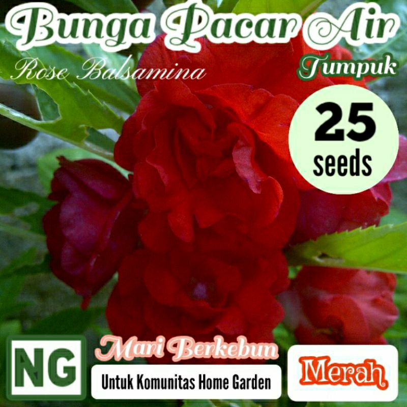 25 Benih Bunga Pacar Air Merah Tumpuk Benih Biji Bibit Bunga Hias Taman