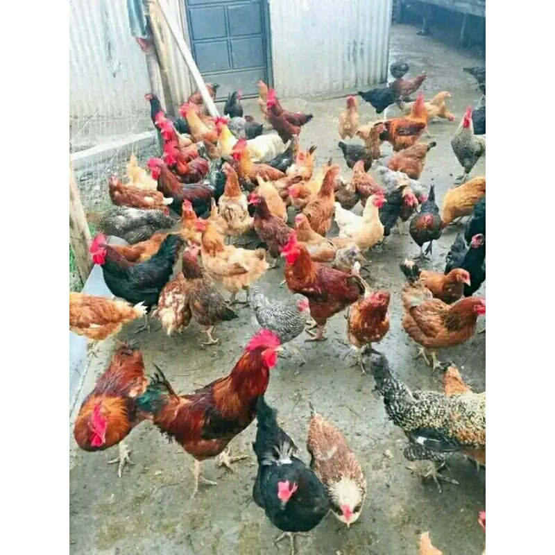 

Telur tetas ayam SANGKUNI. siap untuk di tetaskan