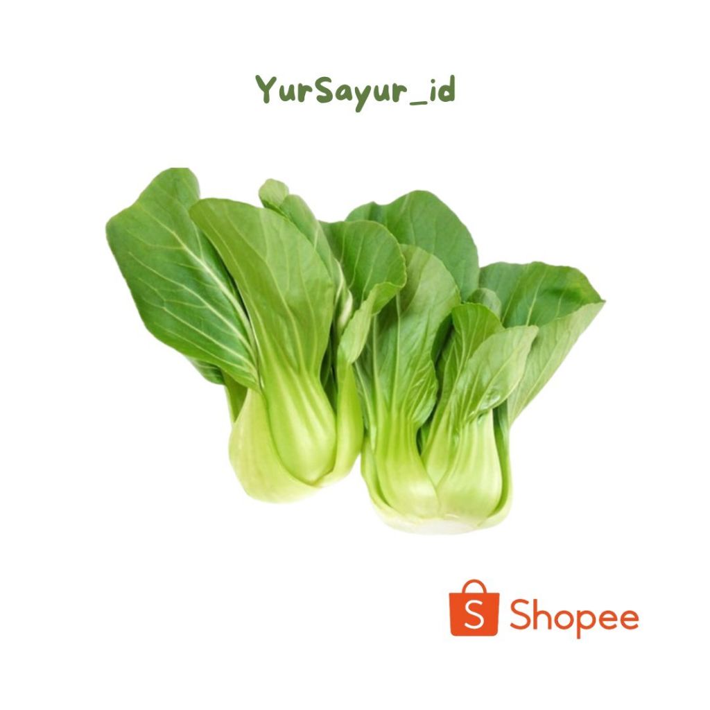 

sayur pakcoy segar