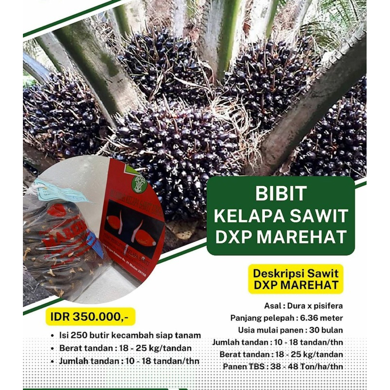 benih sawit ppks DxP marehat