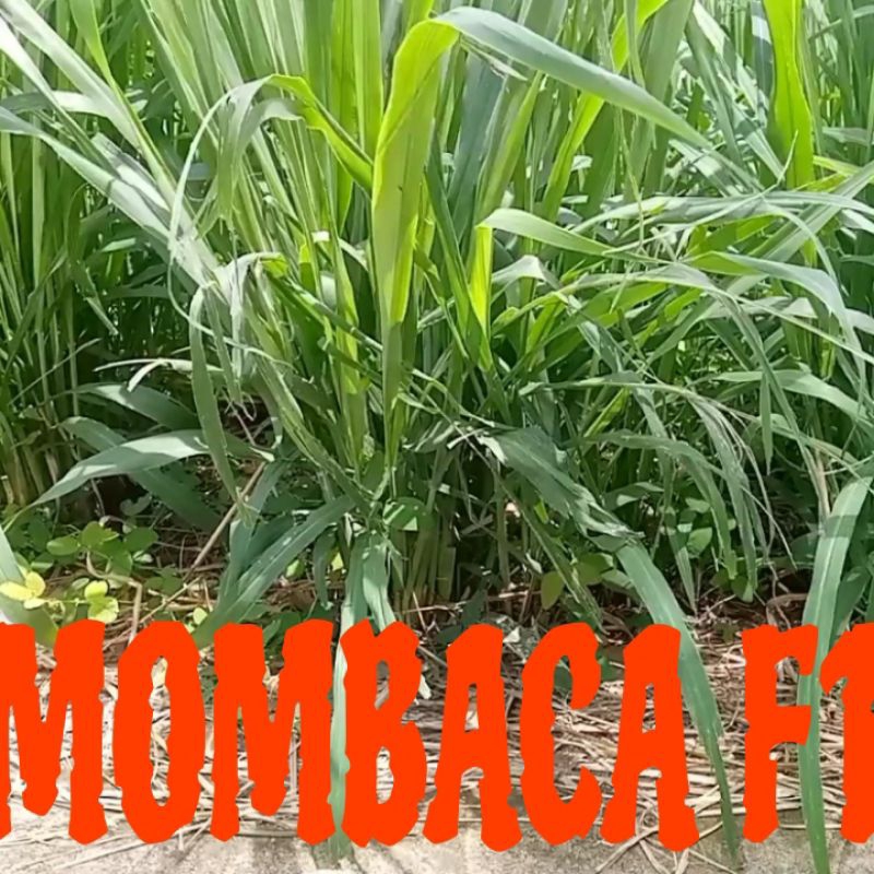 Bibit Rumput Mombaca F1 Super 1KG Isi Ngak Kehitung