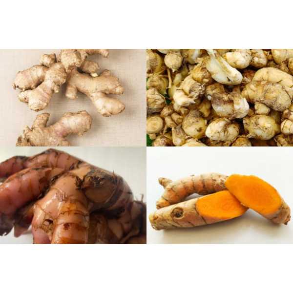 

kunyit / jahe / lengkuas / kemiri / ketumbar / kencur / kayu manis