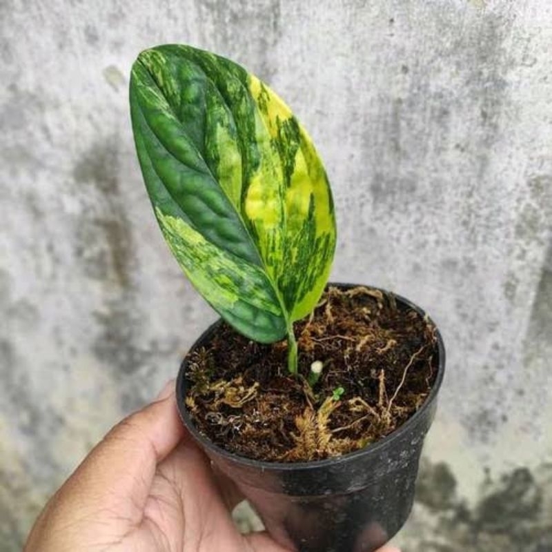 Monstera karstenianum varigata/sirih badak varigata super tebal dan super menor