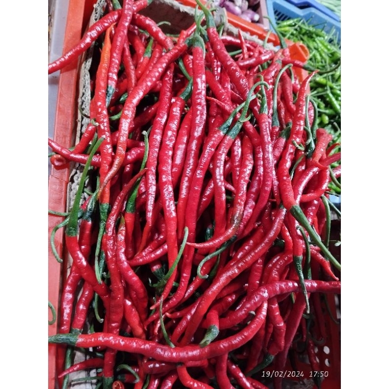 

cabe merah 1/4