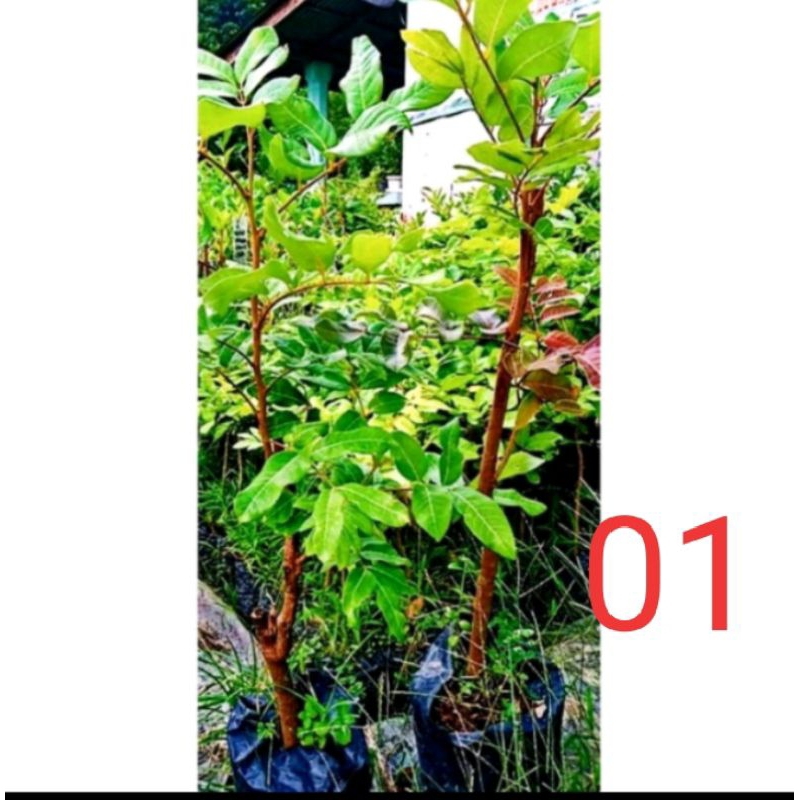 bibit kelengkeng 2dimensi 1pohon 2warna