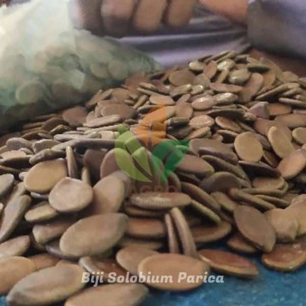 Biji Solobium Parica / Sengon Parica ASLI