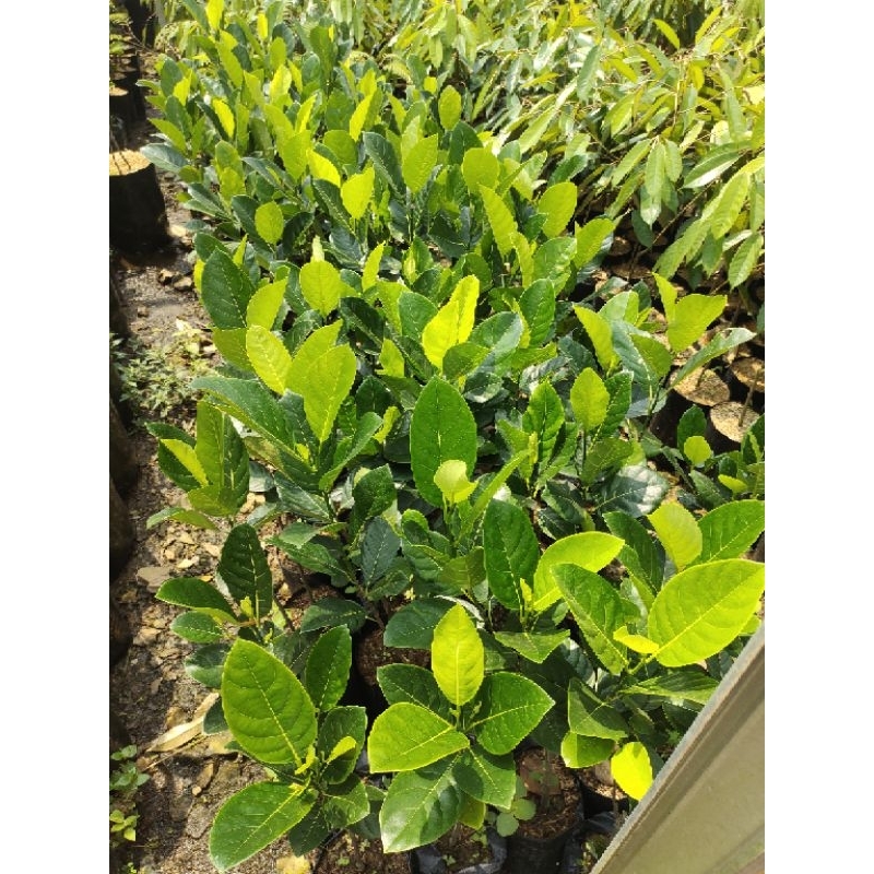 

Bibit Nangka Merah Manis Hasil Okulasi Cepat Berbuah