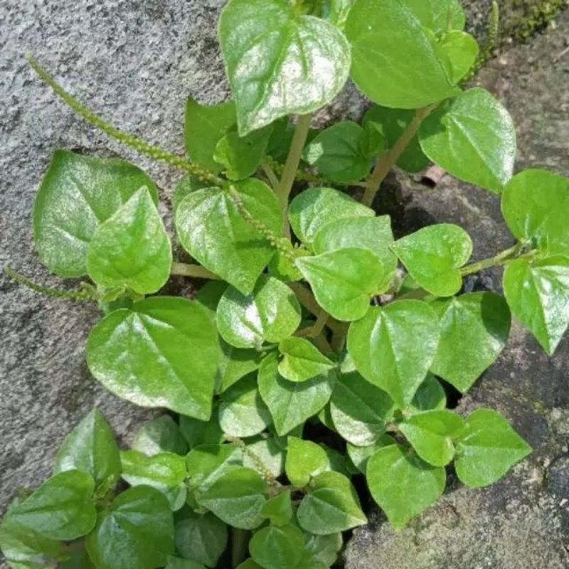 

Rumah Herbal Daun Sirih Cina 5 Tangkai