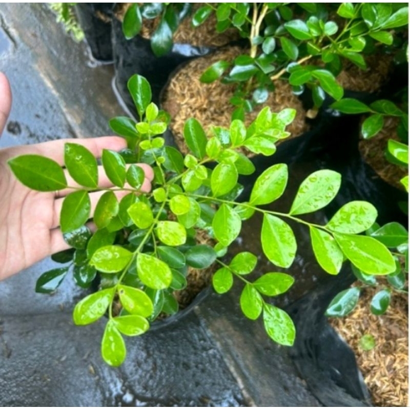

Rumah Herbal Daun Kemuning 10 Lembar