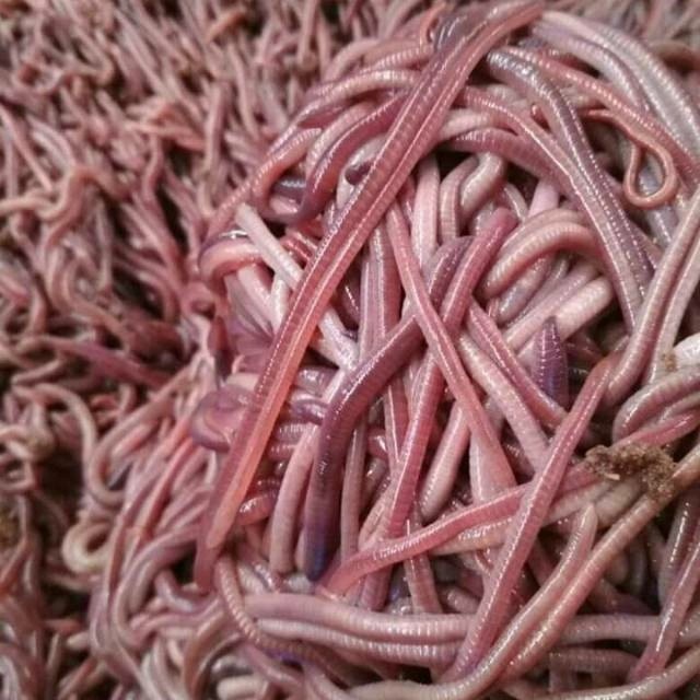 CACING TANAH ANC - PAKAN IKAN PREDATOR / PAKAN CHANA