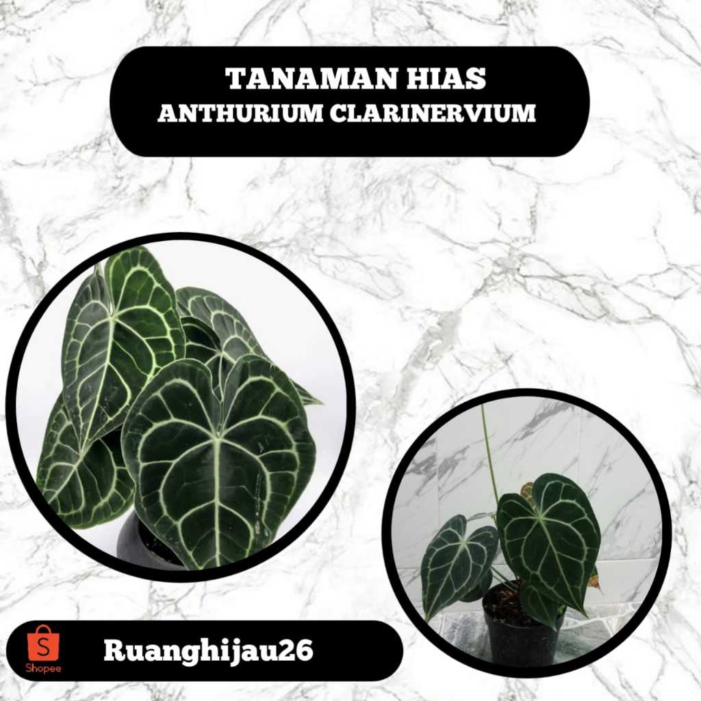 Tanaman Hias Anthurium Clarinervium Original - Kuping Gajah Tarantula Original