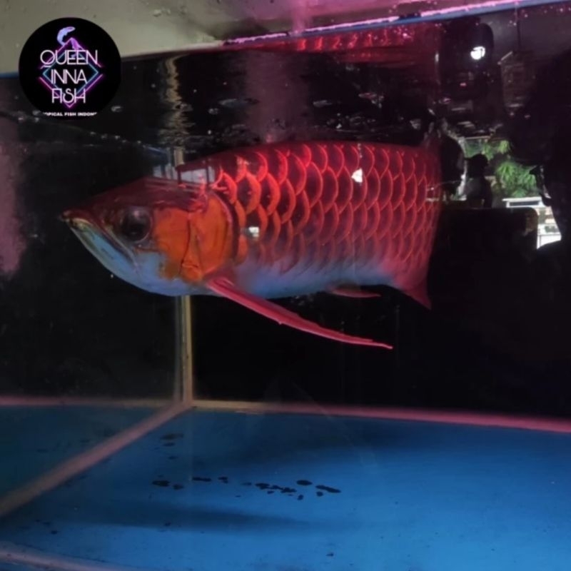 Arwana Super Red ( Ikan Arwana Super Red )
